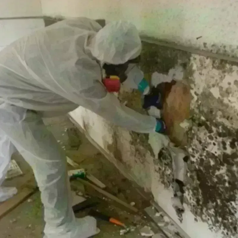 Mold Remediation and Removal in Castroville, CA